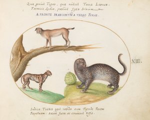 图版13：一只老虎、一只猞猁和一只美洲虎（？） 作者 乔里斯·霍夫纳格尔