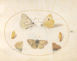 板块16：黑脉白蝶、云纹黄蝶、黑丝雀（？）和天竺葵（？）蝶与两只菊花蝶 作者 乔里斯·霍夫纳格尔