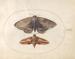 板块25：蓝翼飞蛾和刺鹰飞蛾 作者 乔里斯·霍夫纳格尔