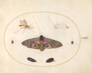 图版27：两只飞蛾，两只糜烂的昆虫，以及其他昆虫 作者 乔里斯·霍夫纳格尔