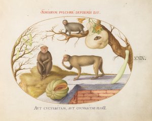 图版29：两只猴子，一只 "Arctopithecus"（树懒？）和水果 作者 乔里斯·霍夫纳格尔