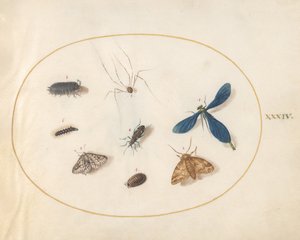 图版34：两只飞蛾与一只蜘蛛、一只毛毛虫和其他四只昆虫 作者 乔里斯·霍夫纳格尔
