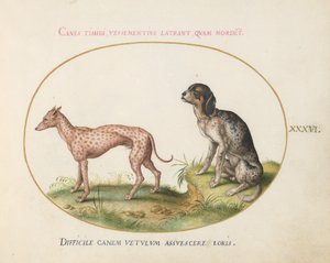 板块36：两只斑点猎犬 作者 乔里斯·霍夫纳格尔