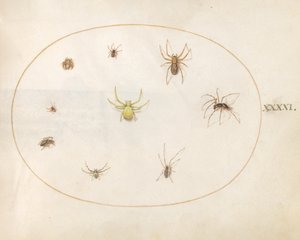 图版41：被八只蜘蛛包围的黄蜘蛛 作者 乔里斯·霍夫纳格尔