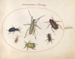 图版43：金花灰长角虫（？）、丹毒甲虫（？）、蟑螂、叶脚虫和其他昆虫 作者 乔里斯·霍夫纳格尔