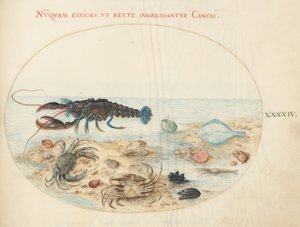 板块44：龙虾、两只螃蟹、扇贝壳和其他海洋生物 作者 乔里斯·霍夫纳格尔