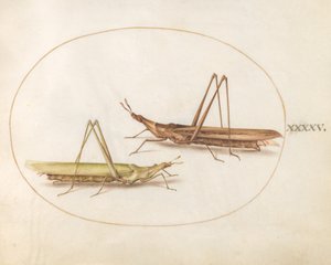 图版45：两只长头蚱蜢（？） 作者 乔里斯·霍夫纳格尔