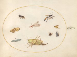 图版49：蚱蜢、毛毛虫、蝴蝶、飞蛾和其他昆虫 作者 乔里斯·霍夫纳格尔