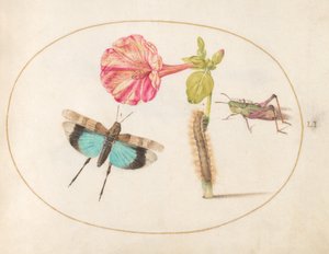 图版51：蚱蜢和毛毛虫与四点钟的花 作者 乔里斯·霍夫纳格尔