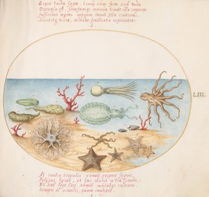 板块53：海参、珊瑚、章鱼、海星、鱿鱼和其他海洋生物 作者 乔里斯·霍夫纳格尔