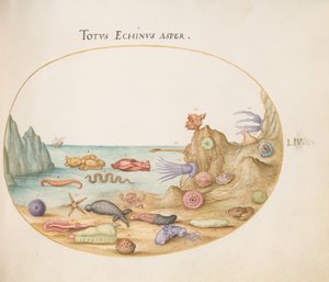 图版54：海参、海胆、海星、海荨麻、"海兔 "和其他海洋生物 作者 乔里斯·霍夫纳格尔