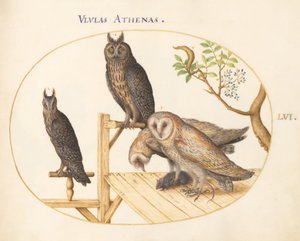 图版56：谷仓猫头鹰和一只老鼠，鹰猫头鹰（？）和另一只猫头鹰 作者 乔里斯·霍夫纳格尔
