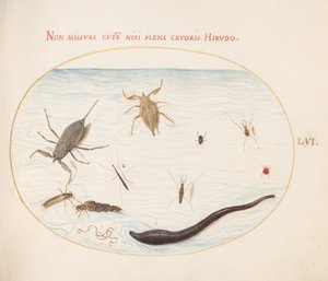 图版56：水蝎子、水测量器、池塘滑行者、红色水螨、水蛭(?)和其他水昆虫 作者 乔里斯·霍夫纳格尔
