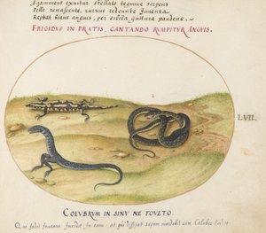 图版57：一条蛇、一条火蝾螈和一条有两条腿的蛇形生物 作者 乔里斯·霍夫纳格尔