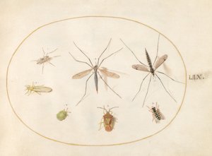 图版59：七种昆虫，包括山楂盾牌虫、鹤虱和气垫苍蝇 作者 乔里斯·霍夫纳格尔