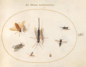 图版61：七种昆虫，包括苍蝇 作者 乔里斯·霍夫纳格尔