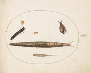 图版64：豹纹鼻涕虫、地面甲虫幼虫、鼠尾蛆和其他生物 作者 乔里斯·霍夫纳格尔