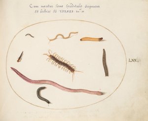 板块70：蠕虫、蜈蚣、千足虫和其他长形生物 作者 乔里斯·霍夫纳格尔