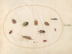 图版79：十二种昆虫，包括盾牌虫 作者 乔里斯·霍夫纳格尔