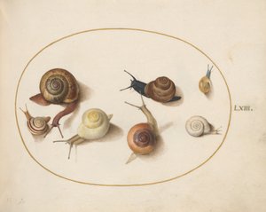 蜗牛，约1575年至80年