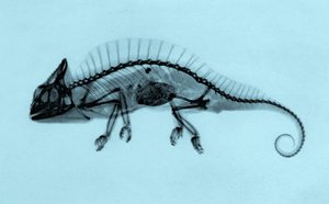 1896 年凤头变色龙（Trioceros cristatus）的历史 X 光照片（照片） 作者 约瑟夫·玛丽亚·埃德