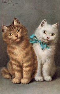 猫明信片（彩色平版）