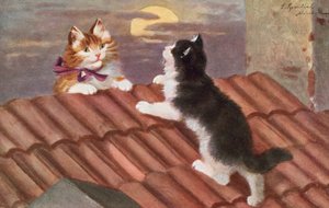 猫明信片（彩色平版）