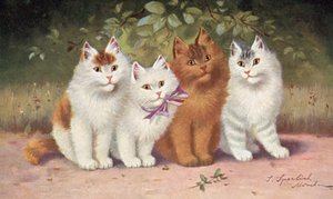 猫明信片（彩色平版）