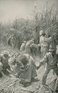 牙买加甘蔗种植园的黑人在工作（平板）。
