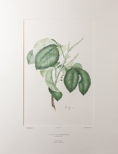 Allophyllus cobbe（无患子科）--班克斯《花卉》第 365 版，约 1771-84 年（铜版纸雕刻）。 作者 约瑟夫·班克斯