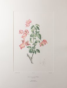 Bouganvillea spectabilis（Nyctaginaceae） - 图版 355，Banks