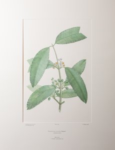 Calophyllum Soulattri（Guttiferae） - 图版 362，Banks