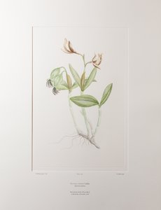 Cattleya forbesii（兰科） - 图版 358，Banks
