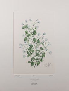 Clematis forsteri（毛茛科） - 图版 402，Banks