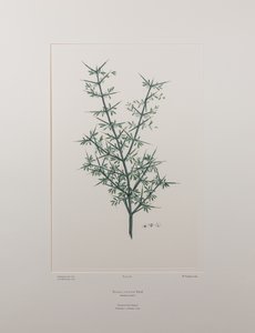 Discaria toumatou（鼠李科） - 图版 426，Banks