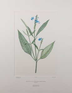 裸冠菊（刺桐科）--班克斯《花卉》第 378 版，约 1771-84 年（铜版纸雕刻） 作者 约瑟夫·班克斯