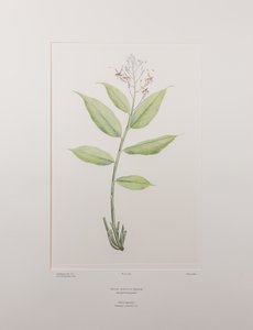Globba marantina（木贼科）--班克斯《花卉》第 390 版，约 1771-84 年（铜版纸雕刻）。 作者 约瑟夫·班克斯