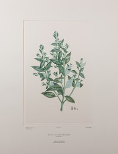 Haloragisecta（Haloragidaceae） - 图版 439，Banks