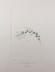 Kicksia speria 亚种。 integrifolia（玄参科） - 图版 397，Banks
