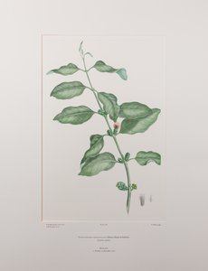 Lepeostegeres geminiflorus（罗兰科）--班克斯《花卉》第 386 版，约 1771-84 年（铜版纸雕刻）。