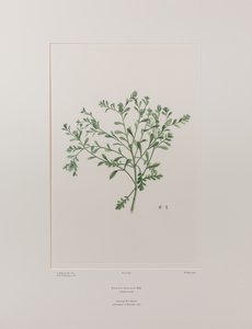 Lepidium flexicaule（十字花科）--班克斯《花卉集》第 409 版，约 1771-84 年（纸面铜版雕刻）