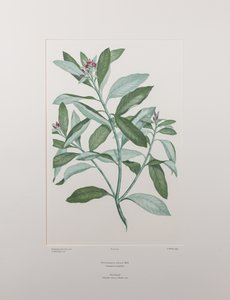 Pittosporum ralphii（海桐科）--班克斯《花卉》第 413 版，约 1771-84 年（铜版纸雕刻）。