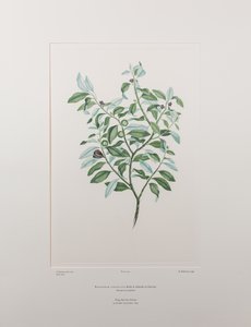Pittosporum tenuifolium（海桐科） - 图版 412，Banks