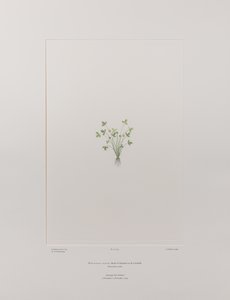 毛茛属 acaulis（毛茛科） - 图版 403，Banks