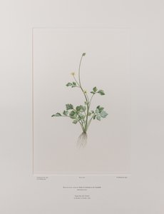 毛茛属 hirtus（毛茛科） - 图版 404，Banks