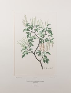 Weinmannia sylvicola (Cunoniaceae) - 插图 436，班克斯的《花卉》，约 1771-84 年（铜版纸雕刻）。