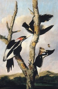 象牙嘴啄木鸟1830-31。