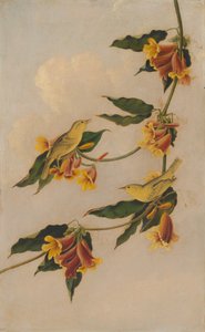 黄莺，1830-1833。