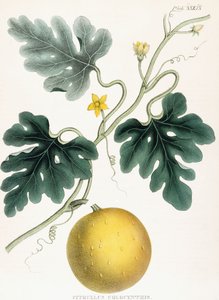 Colocynth，摘自“医学植物学插图：由具有彩色图形的植物组成，这些植物提供了本草的重要条款”。 JH科伦，1847年 作者 约瑟夫·卡森