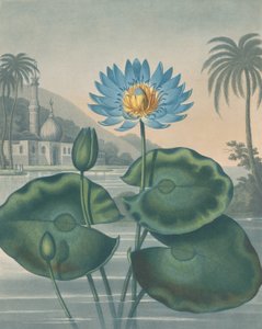 蓝色的埃及睡莲，1804年9月11日。
